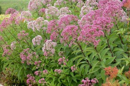 Squelette (50 photos): types, soins et plantation en plein champ