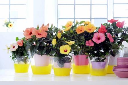 Hibiscus (70 photos): types et caractéristiques des soins